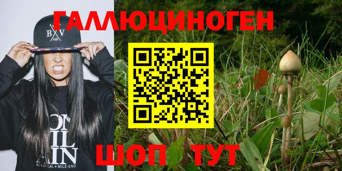Галлюциногенные грибы Psilocybe  Галлюциногенные грибы прущие грибы  Вход с VPN  Большой Камень 