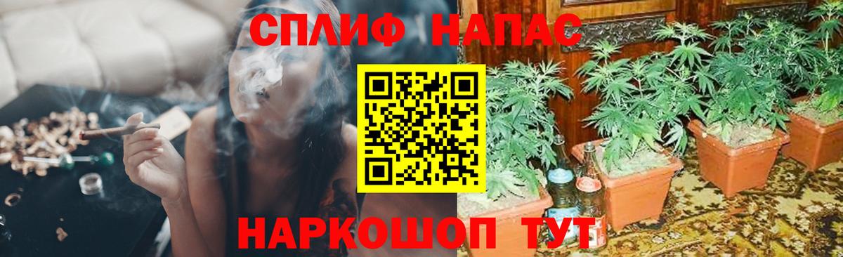 МАРИХУАНА сатива  Конопля AK-47  Вход с VPN  Большой Камень  Каннабис план 
